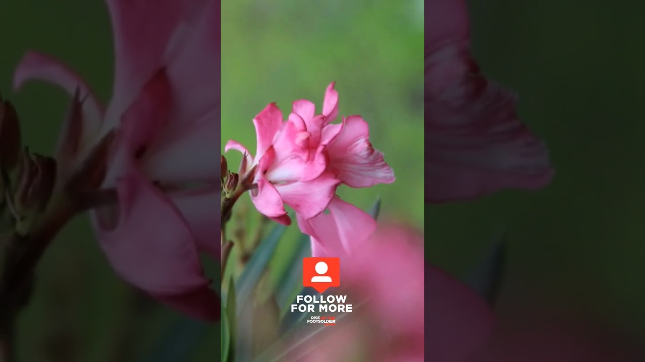 Canon 3000d camera test by a photographer 