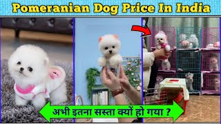 Pomeranian Dog price in india | Pocket Dog price in india | Teacup dog price in india | Rajesh5G