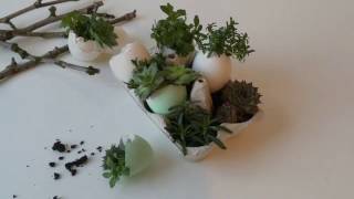 Eggshell Mini Succulent Garden