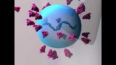 How COVID-19 "mRNA Vaccines"  work🦇💉??which  are given in the upper arm muscle💪#shorts  #coronavirus