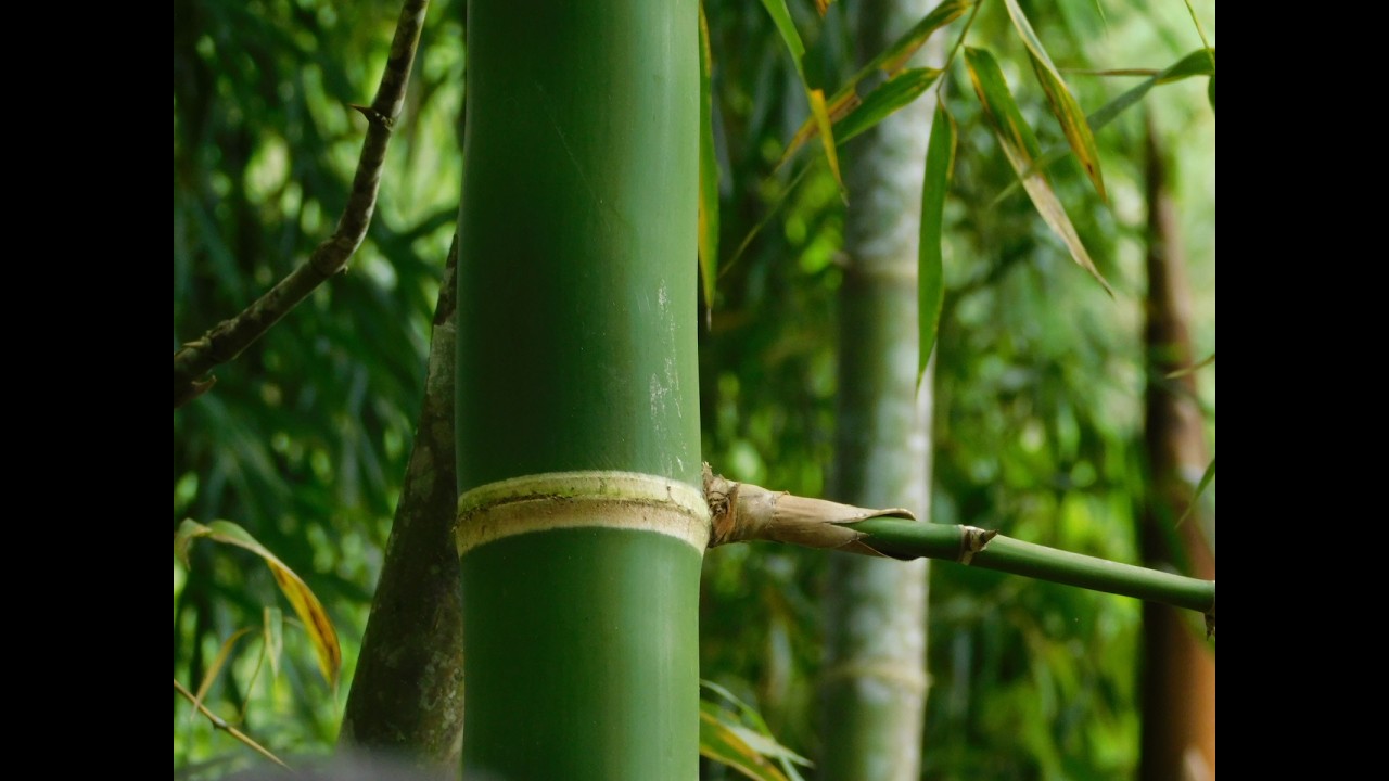 EL BAMBU GUADUA CON PELUZA ES INMADURA Y NO ES APTA PARA CONSTRUCCION