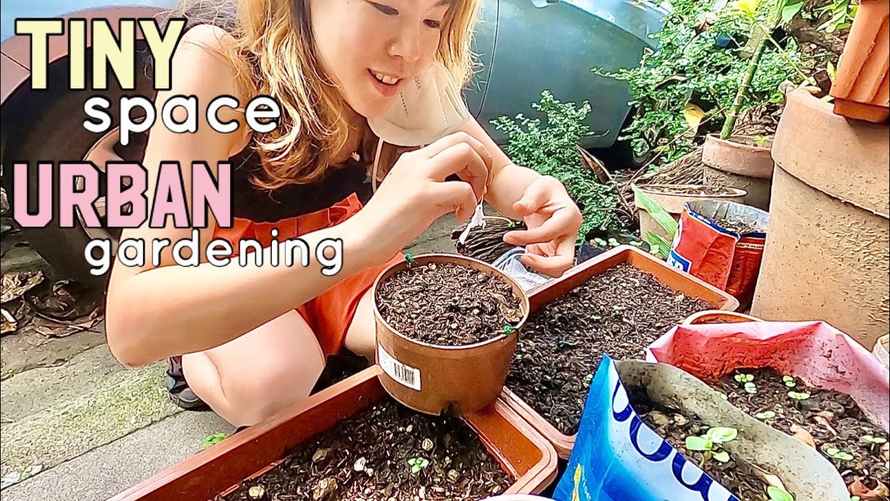 How to Transplant Mustard Seedlings or Mustasa Seedlings Tiny Small