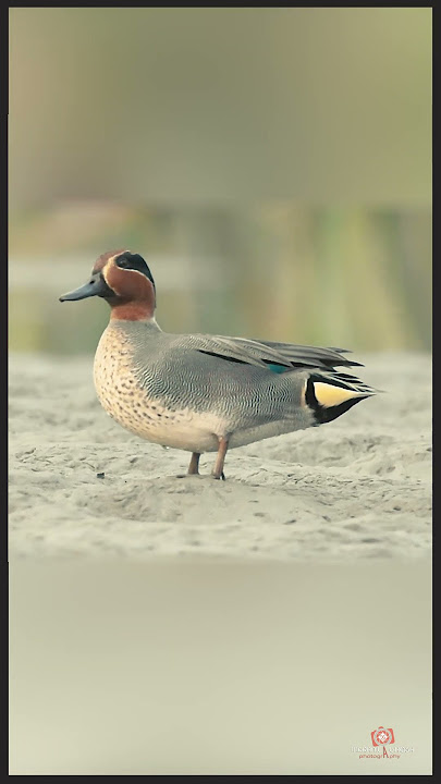 common teal posing   green winged teal sound   eurasian teal call   পাতি তিলিহাঁস  | #shorts #short