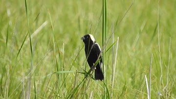 Bobolink (Dolichonyx oryzivorus)