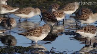 Flock of Western sandpipers taking flight from salt marsh, Southern California, USA.