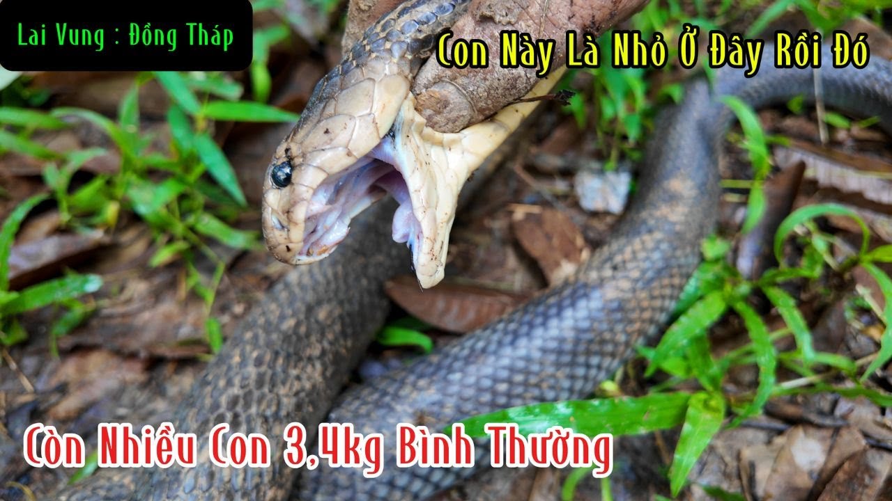 Đồng Tháp : Khu Vườn Sầu Riêng Này AE Đã Bắt Hơn 100 Con Rắn Hổ Mang Đất | Mười Thương SB
