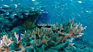 Scuba diving Similan Island Phang-nga Thailand