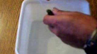 Cichlid Strip Tease Python Island