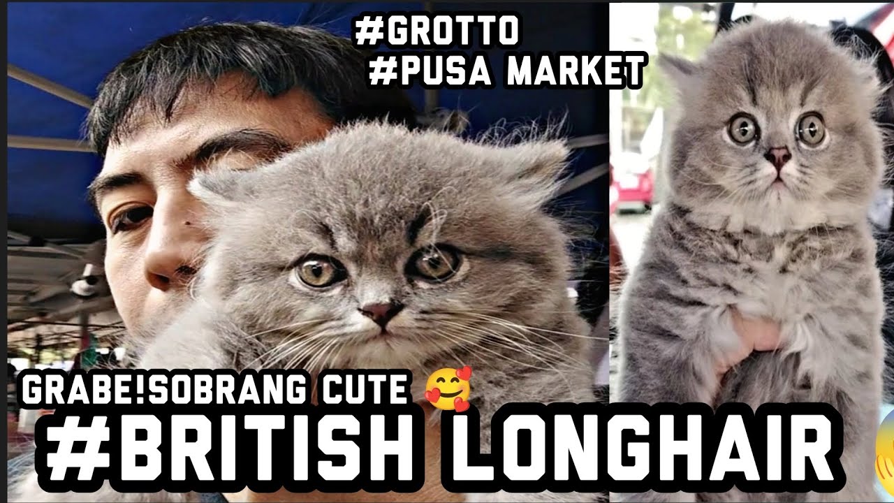 #Grotto Pusa Market#Grabe! Sobrang Ganda British Long hair #maine coon #petmarket