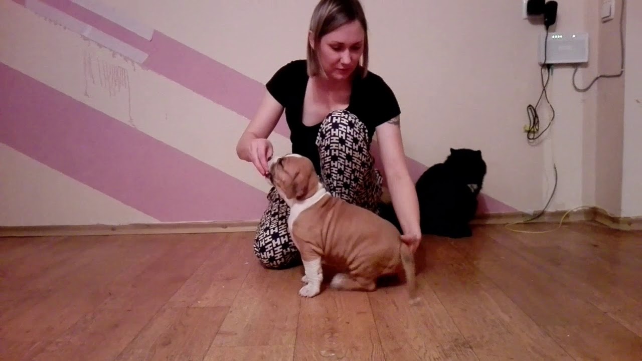 Victory Way Red Vox Vita Kenbo(5 недель)