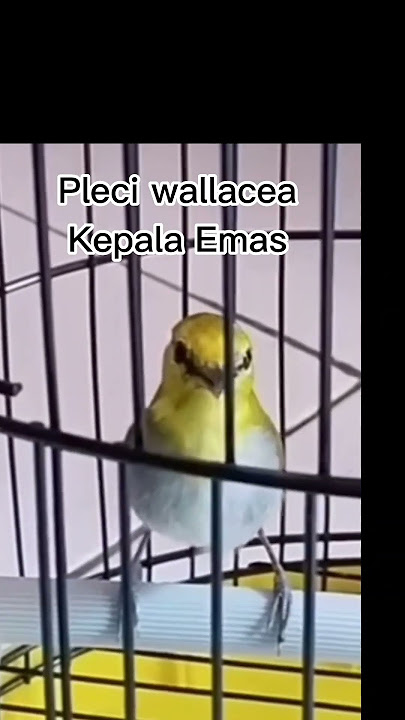 Pancinga Ampuh Suara Merdu dan Unik Pleci wallacea Kepala Emas gacor!!!
