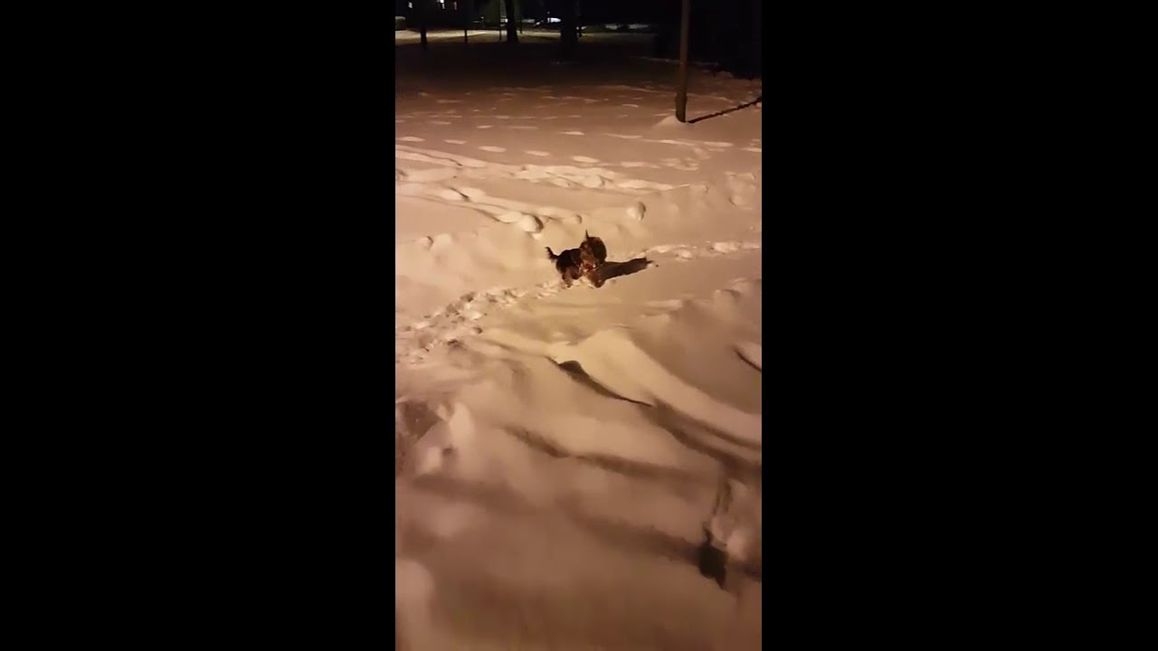 Funny Crazy Puppy Yorkshire Terrier Lilly WINTER LED Collar (Yorkie) Love Small/Little Dog