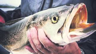 Fishing in Edgewater, Florida - Top Tactics for Gator Trout and Redfish