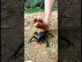 The Guy Steps on a Spiky Monster! 😱👾🪡😂#couple #martialarts #shorts