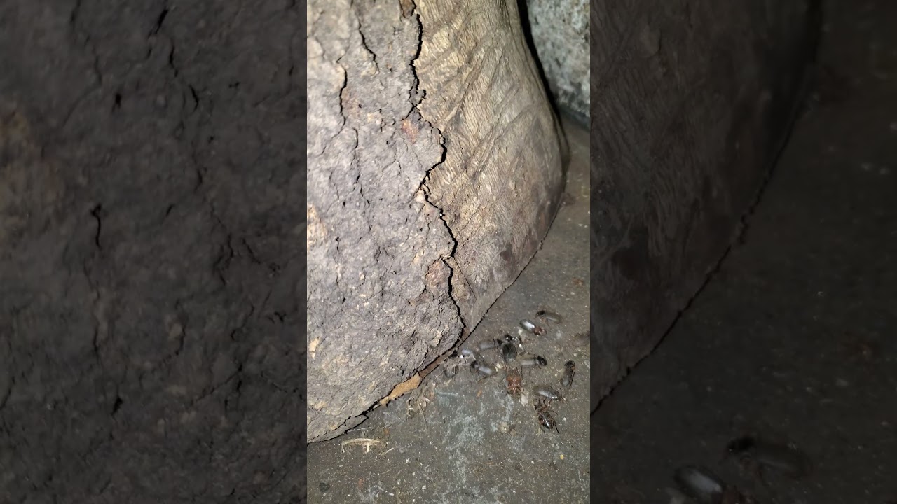 Это как свалка жуков!