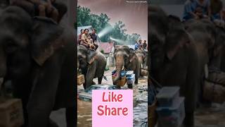 Emotional Elephant Rescue Story 🌧️🐘#animalrescue#aistory#rescue sales network#short#elephant rescue