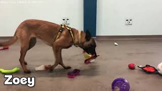 Shelter dogs pick their own Christmas toys | ABC7