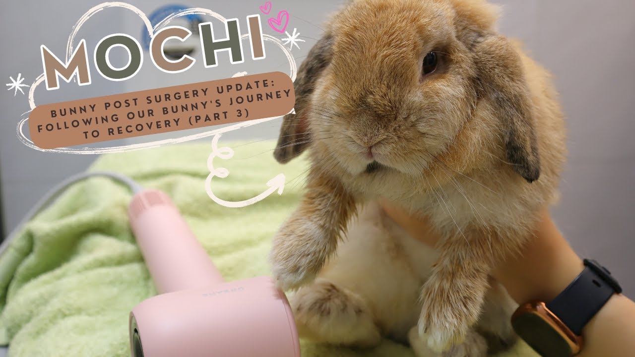 🐰 Heartwarming Progress: Our Bunny's Recovery Story Unfolds! (Part 3 ...