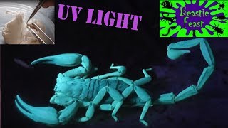 Huge scorpion in UV light + hatching spider eggs