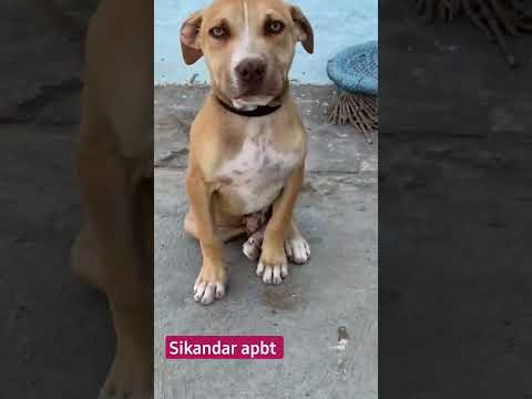 Apbt blood tony blood line #pitbull #apbt #tony #dog #vlog