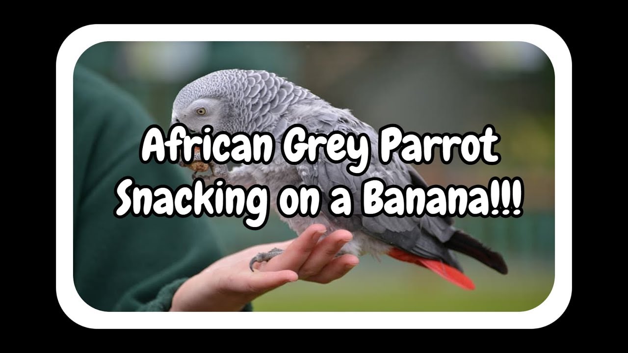 My African Grey Congo Eating a Banana!!! YouTube