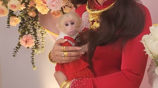 Baby Monkey SUGAR Is Shy at Pre-Wedding Party