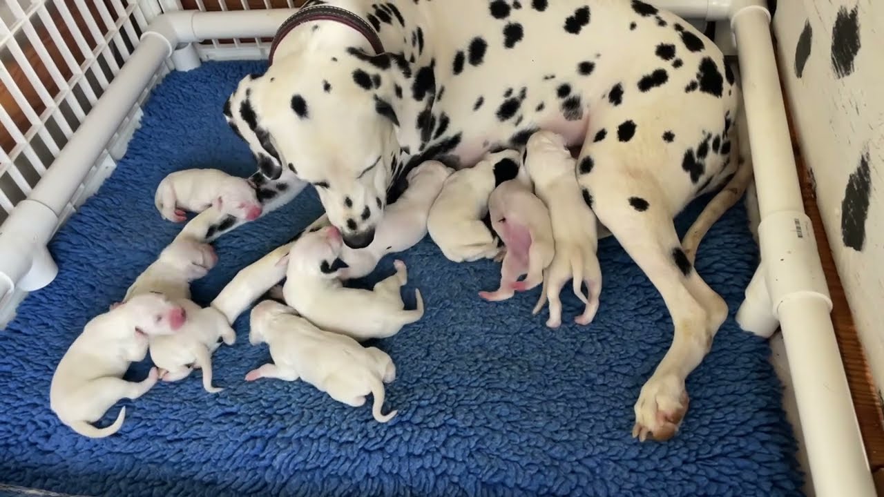 Gateway Farm Dalmatians--Cash X Sky puppies at 1 day of age  11/18/23