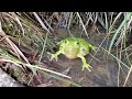 Calling Barking Treefrog Hyla Gratiosa Calling Barking Treefrog Hyla Gratiosa