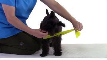 EXAMPLE OF EXERCISE BAND STRENGTHENING: Thoracic limb abductors isometric contraction