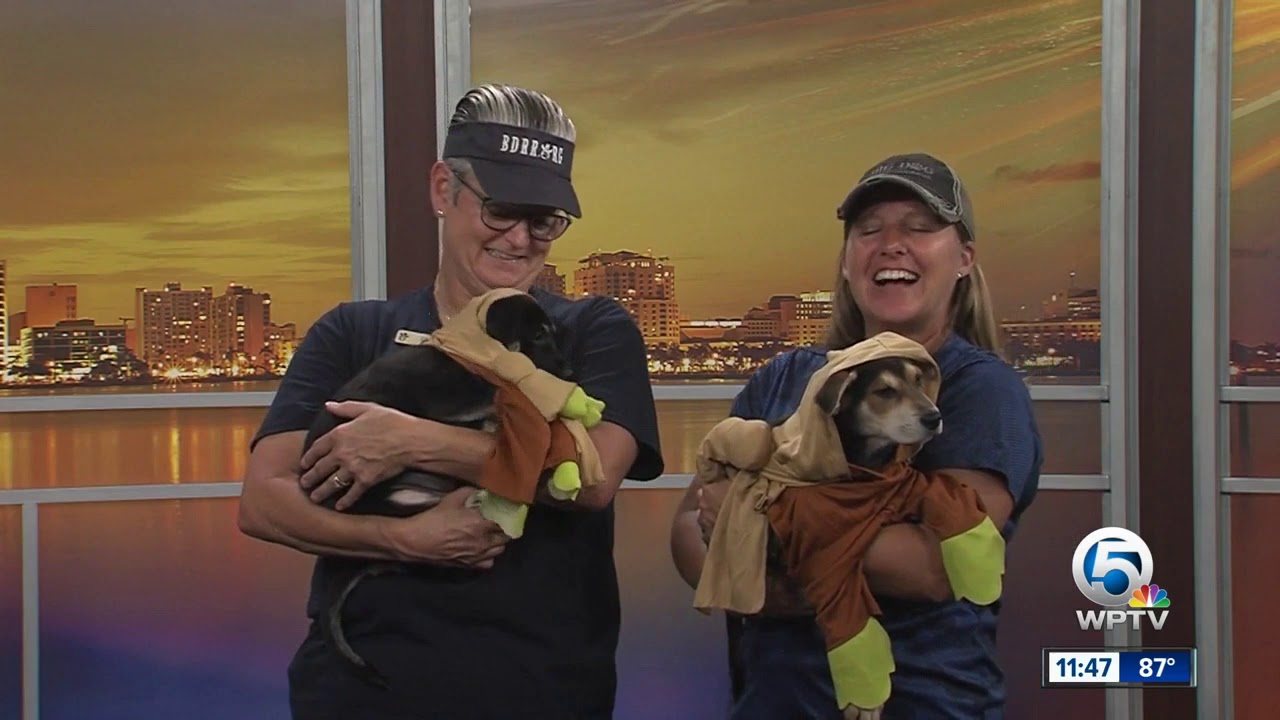 vero beach weather Wag Your Tail Wednesday: Help Wendy and Dandy find their 'furever' homes