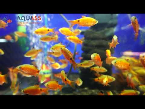 🐠Aquass - Барбус огненный (Barbus Conchonius)