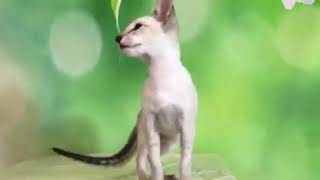 Seal Lynx Point SPAY FEMALE SIAMESE and ORIENTAL KITTENS AVAILABLE Fall 2018 by Debbie Modderman 321 views 5 years ago 17 seconds