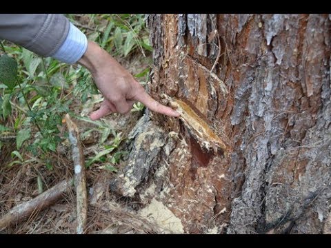 Video: Cỏ nhân tạo có làm chết cây xanh không?