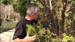 Repairing Winter Damage to Evergreen Trees & Shrubs