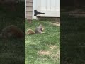 Hungry Feller