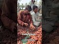 Harvesting Desert Bread🌴🍊🍋 The Date Palm Season in Pakistan | Agriculture