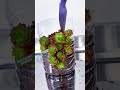 Creative Succulent DIY: Upcycling Plastic Bottles into Stunning Planters ♻️