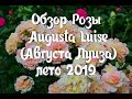Обзор розы Augusta Luise (Августа Луиза) Tantau
