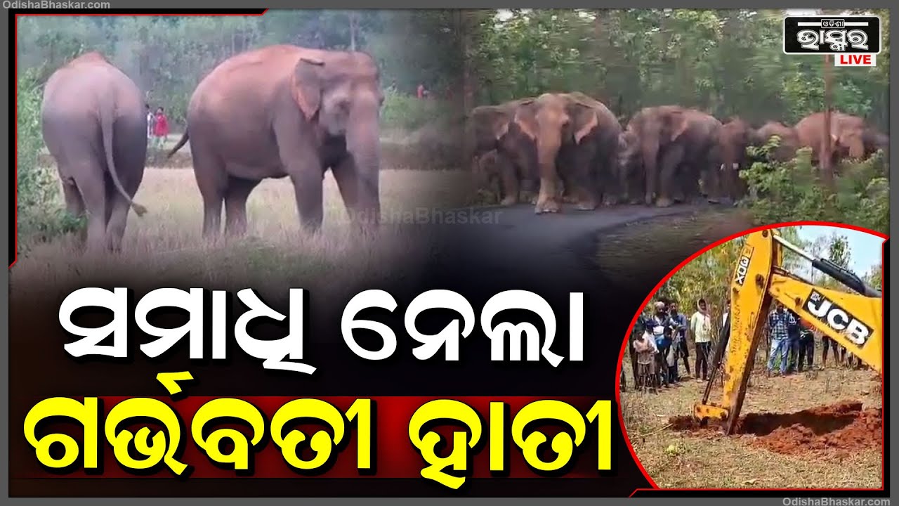 ବଜ୍ରପାତରେ ଗର୍ଭବତୀ ହାତୀ ଆଖି ବୁଝିଲା I ଏକାଧିକ ହାତୀ କାନ୍ଦିଲେ