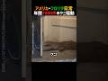 年間7000件のワニ騒動、アメリカ・フロリダ日常
