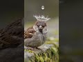 Lovely moment of nature. #birds #shorts #wildlife #animal