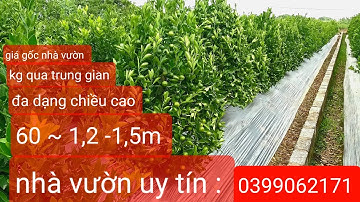 Quất lùm - quất tháp | quất tết 2023 giá nhà vườn 0399062171