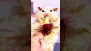 Today, The Fat Girl Eats Meat And Eats Silkworm Pupa With Cheese