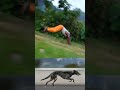 dog challenge #viral #shorts