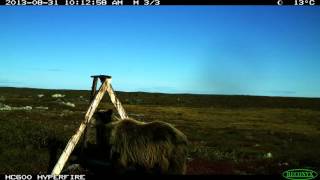 Grizzly bears in Arctic timelapse