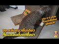 ของเล่นแมวชิ้นเดียวที่ซื้อแล้วแมวเล่น L-Shape Cat Scratcher