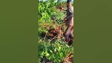 ide Cerdas sederhana memanen singkong menggunakan alat sederhana #shorts