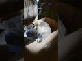It's Bingo the cocktaiel #birds #cockatiel #tiel