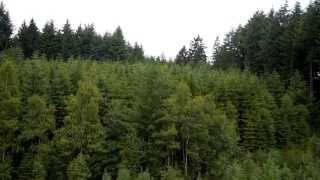 Pefc Et La Biodiversité