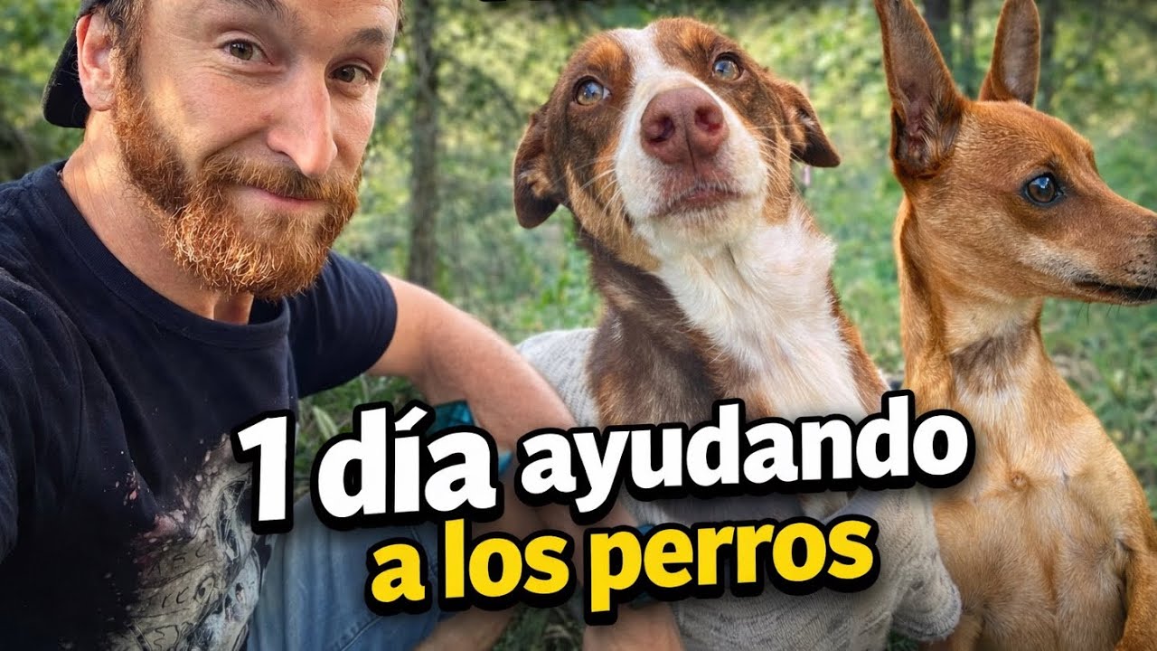 Cómo es “trabajar” ayudando a los perros